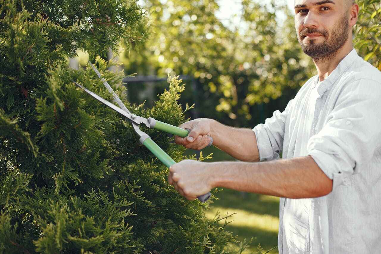 Best Emergency Storm Tree Removal  in USA